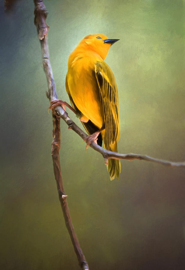 Yellow Bird #1 Photograph by David and Carol Kelly