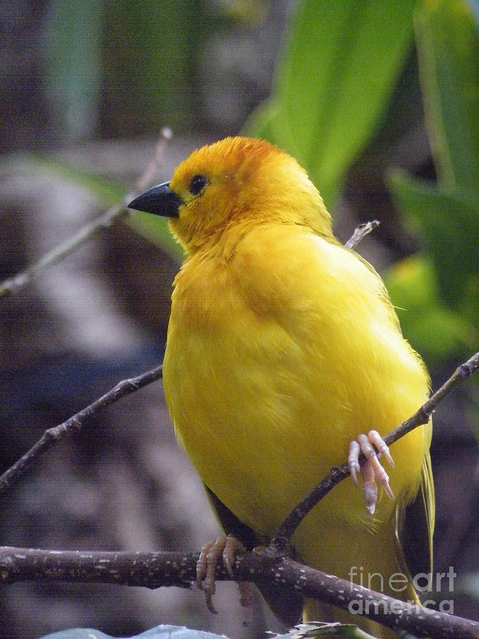 Yellow Bird #1 Photograph by Lesruba Designs - Pixels