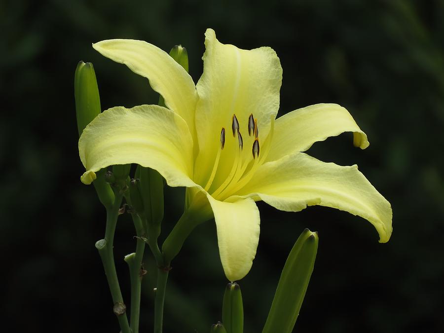Lily Photograph - Yellow Bloom #1 by MTBobbins Photography