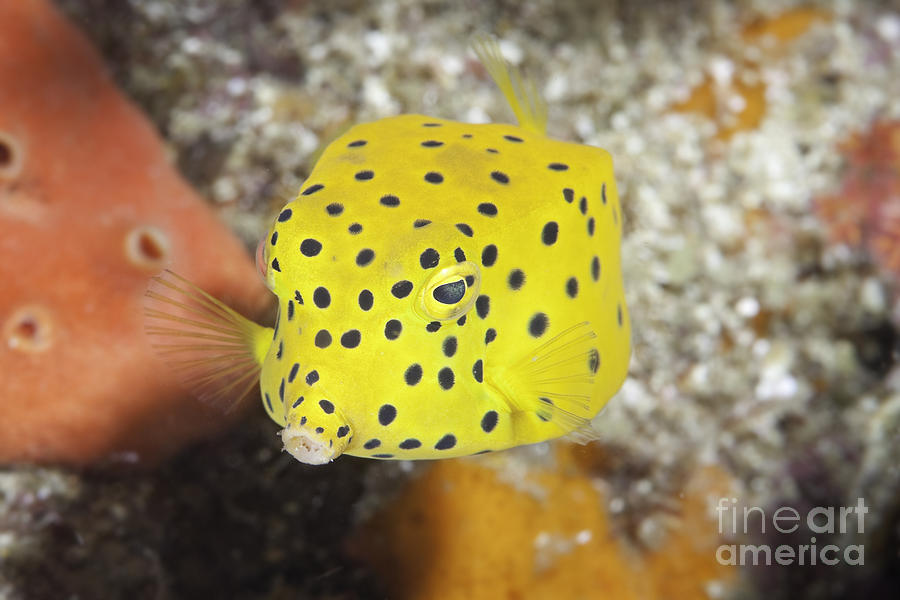Yellow boxfish juvenile - Ostracion cubicus #1 Photograph by Anthony Totah