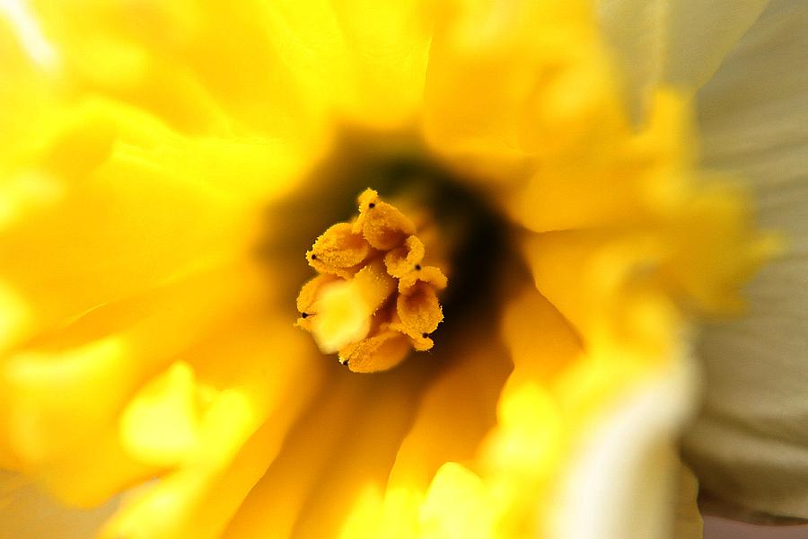Yellow Burst #1 Photograph by Scott Hovind