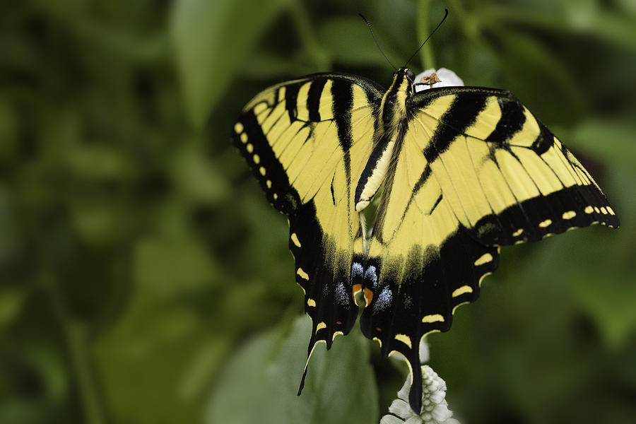 Yellow Butterfly Photograph by Billy Bateman | Fine Art America