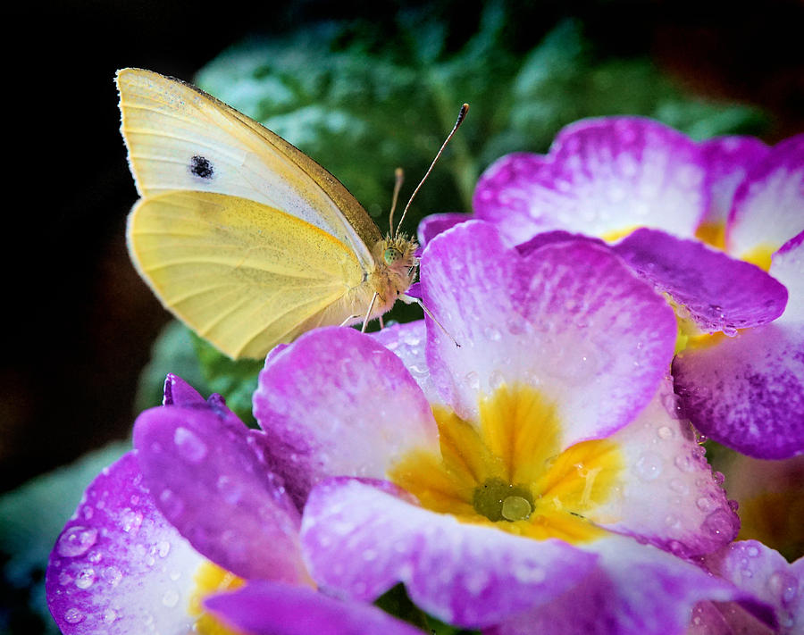 Yellow butterfly on purple flower Photograph by Lilia D