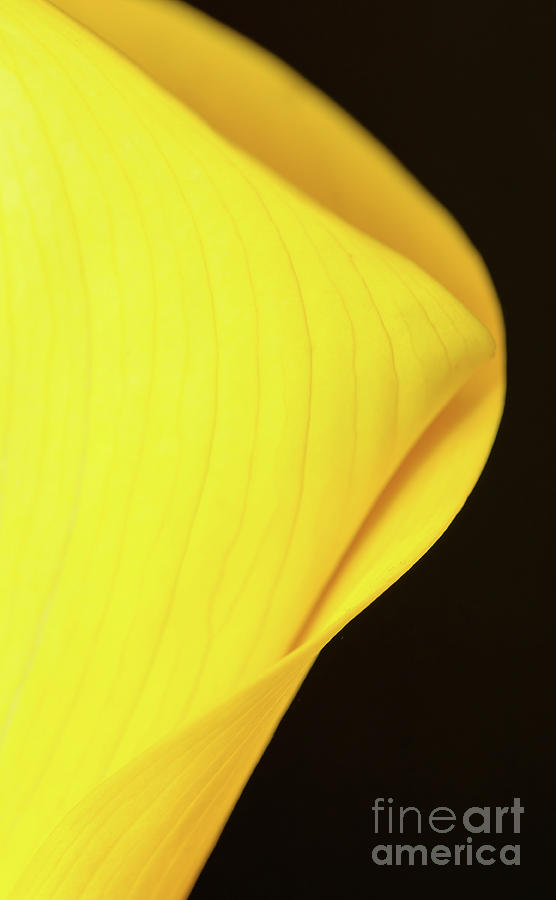 Yellow calla lily #1 Photograph by Colin Rayner