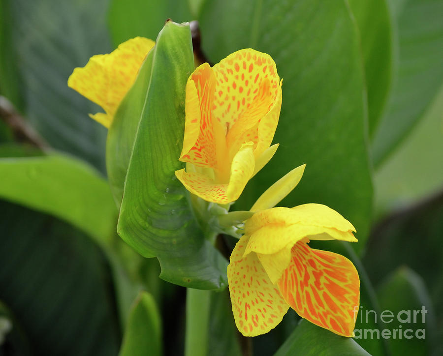 Yellow Canna Lily Photograph by Jenn Hicks - Fine Art America