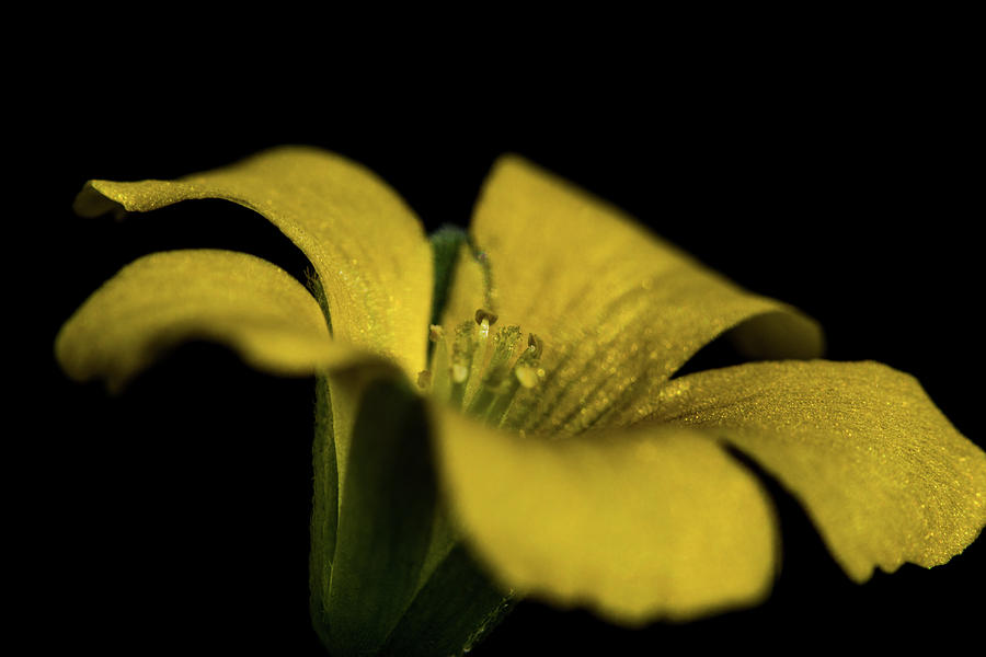 Yellow Clover #1 Photograph by Jay Stockhaus