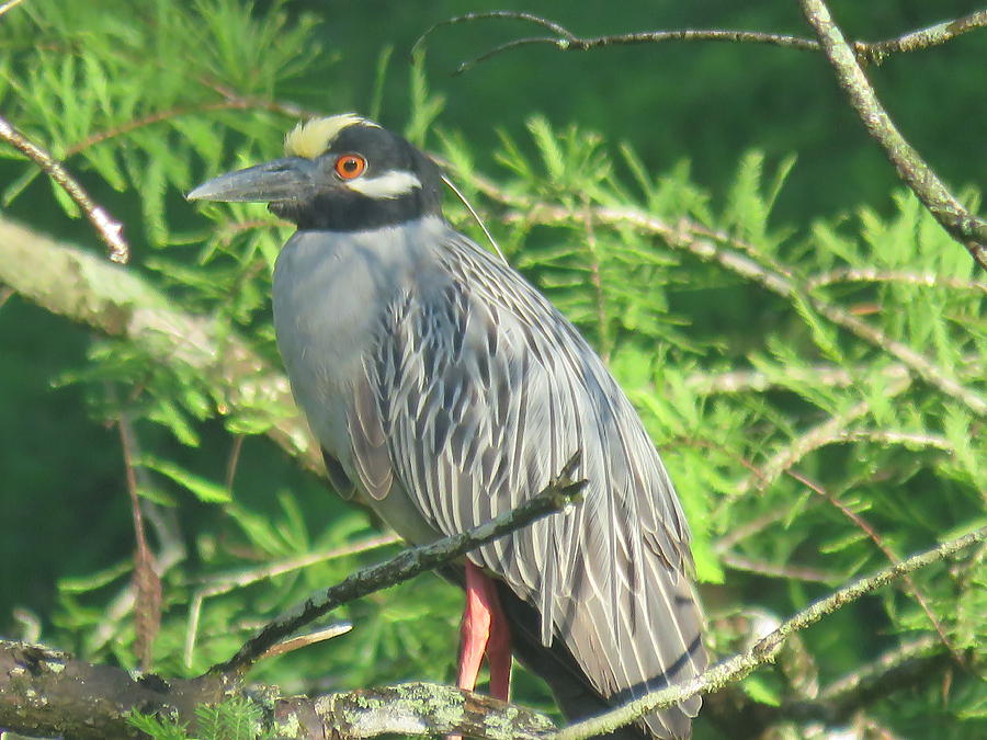 Yellow-Crowned Night Heron Photograph by Betty Berard - Fine Art America