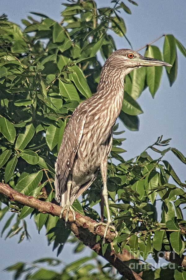 Yellow-crowned Night Heron #2 Photograph by Bob Hislop