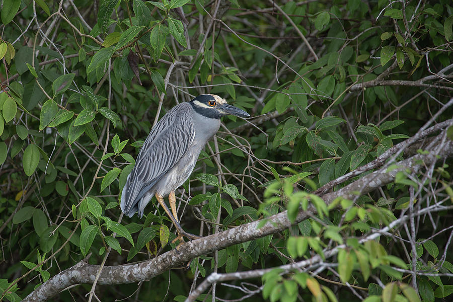 Yellow-crowned Night-Heron #1 Photograph by Ronnie Maum