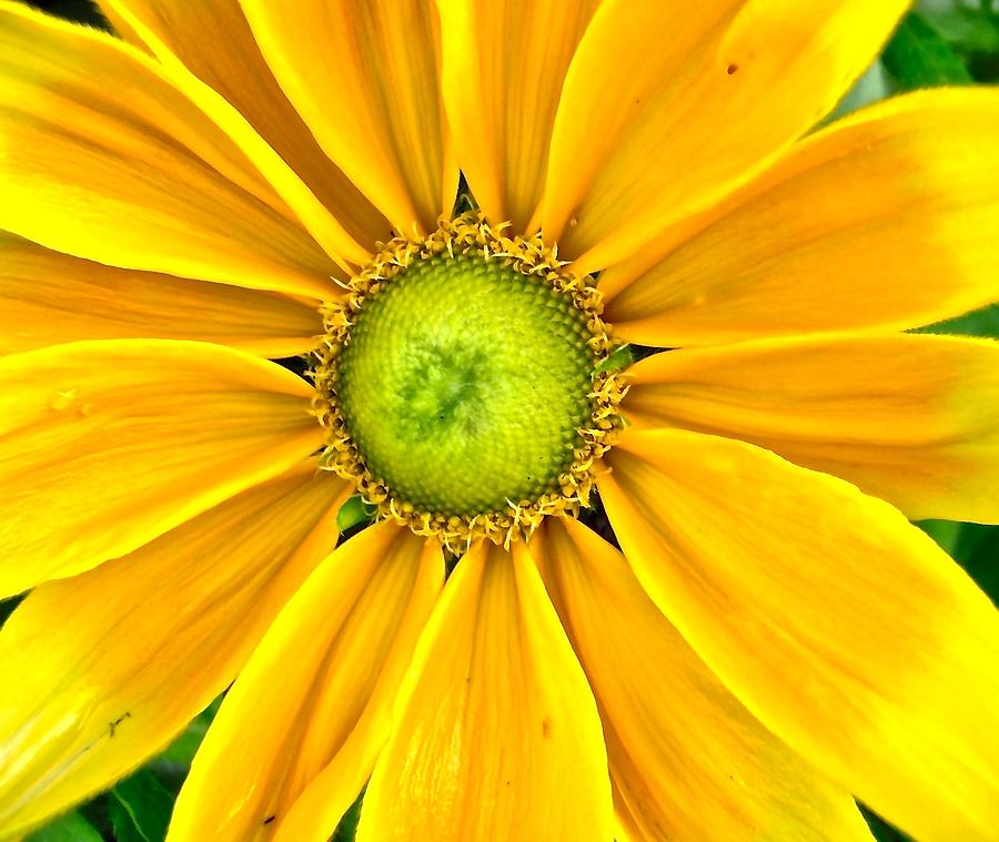 Yellow Daisy Photograph by Stephanie Moore