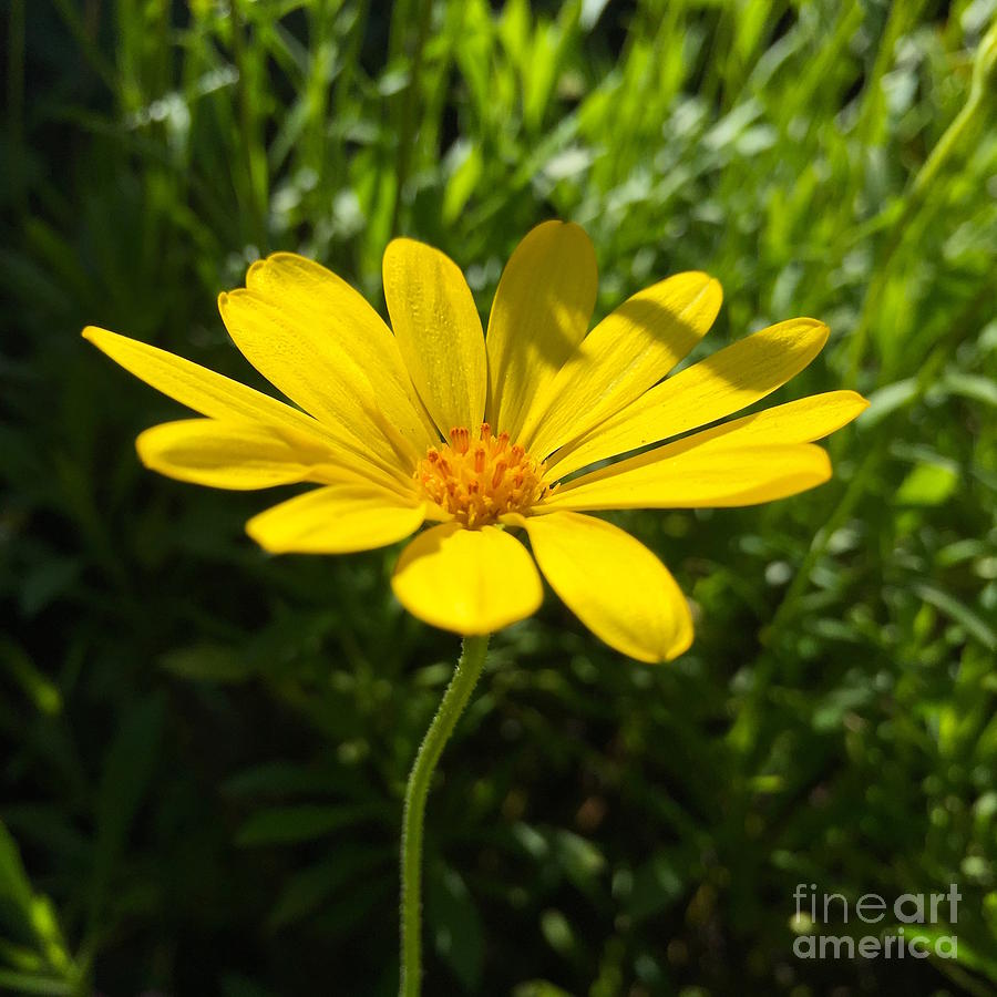 Yellow daisy Photograph by Wonju Hulse