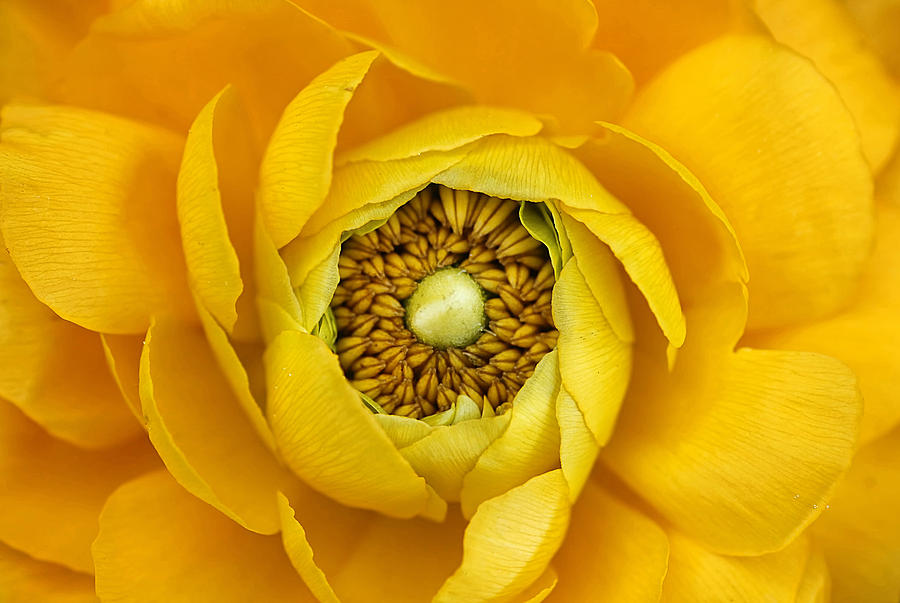 Nature Photograph - Yellow #1 by Darren Fisher