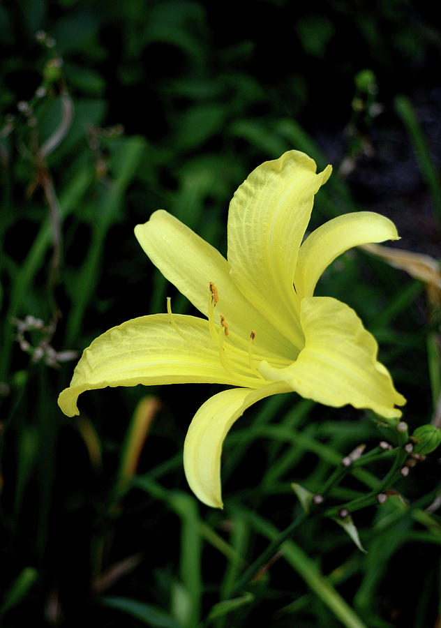 Yellow Day Lily #1 Photograph by Karen Harrison Brown