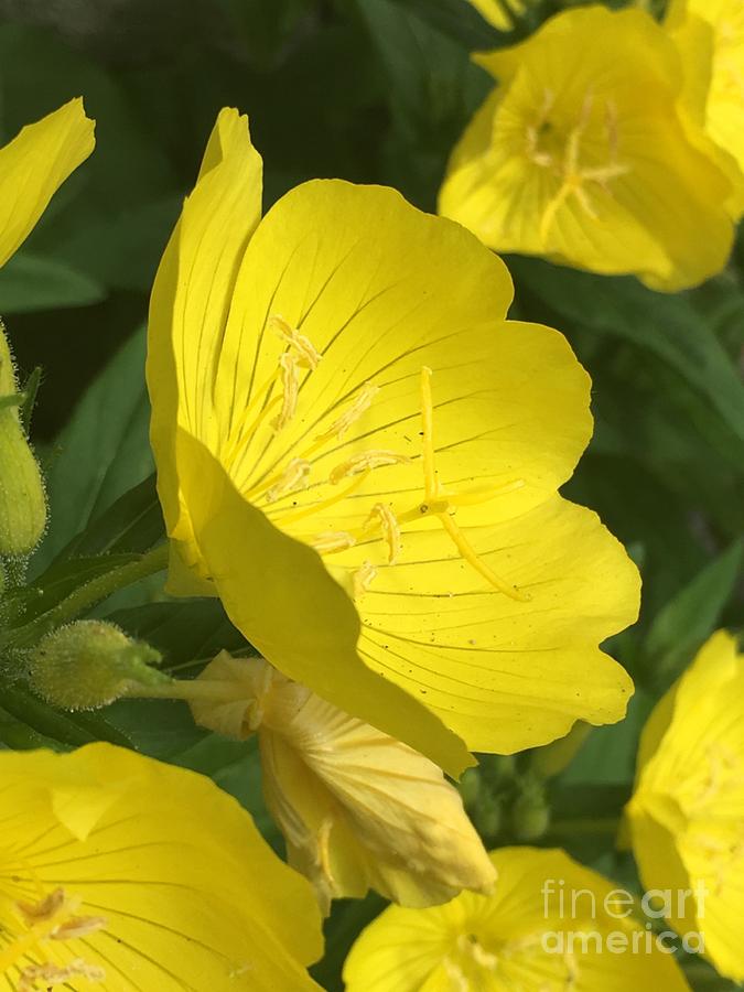 Yellow Evening Primrose #1 Photograph by CAC Graphics