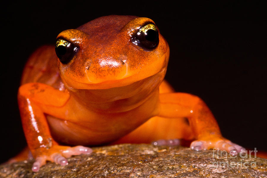 Yellow-eye Ensatina Salamander #1 Photograph by Dant Fenolio