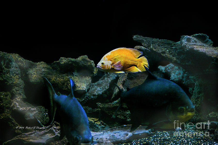 Yellow Fish In Tank #1 Photograph by Richard J Thompson