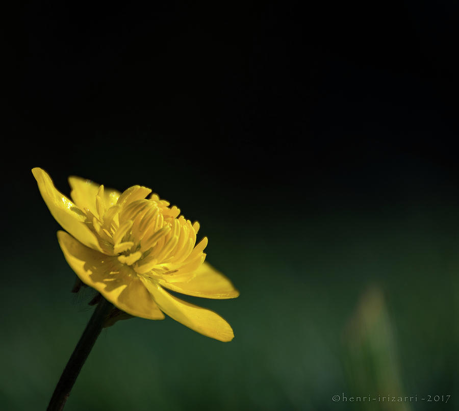 Yellow Flower #1 Photograph by Henri Irizarri