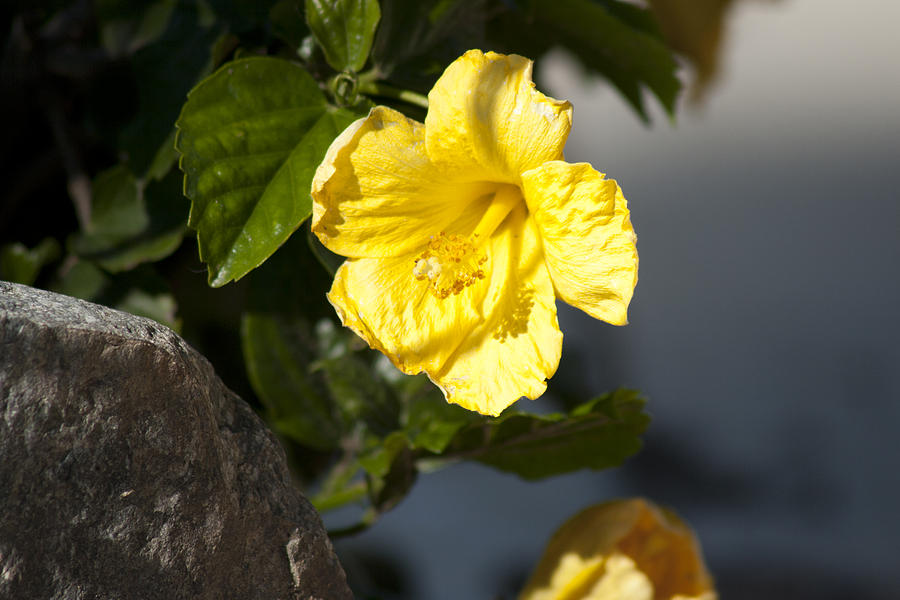 Yellow flower #1 Photograph by Martin Valeriano