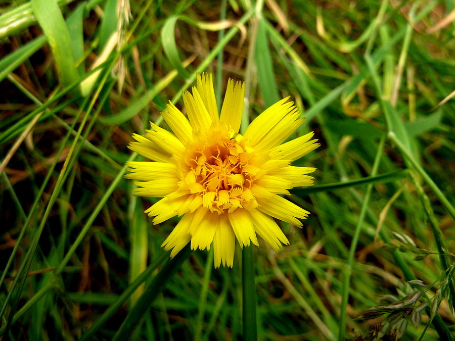 Yellow flower #1 Photograph by Lukasz Ryszka