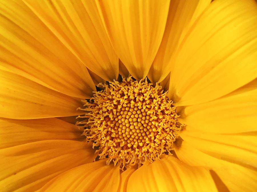 Yellow flower #1 Photograph by Paulo Goncalves