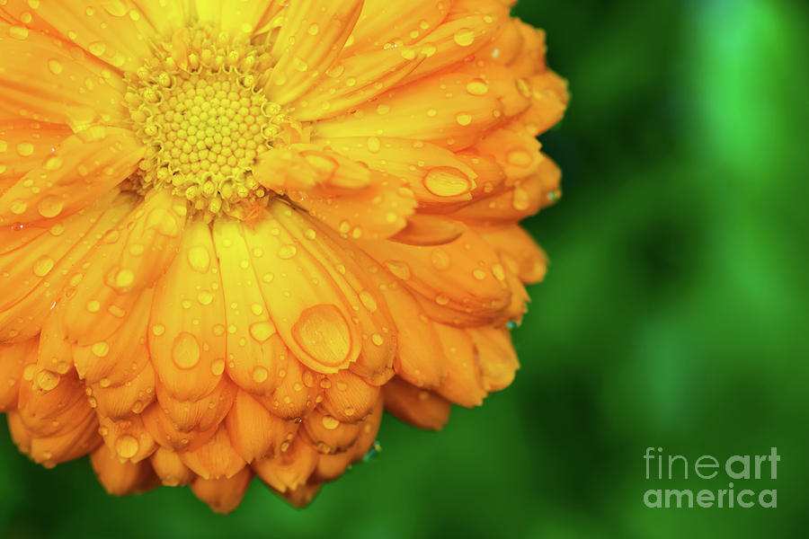 Yellow flower with wet petals on green background. #1 Photograph by Michal Bednarek