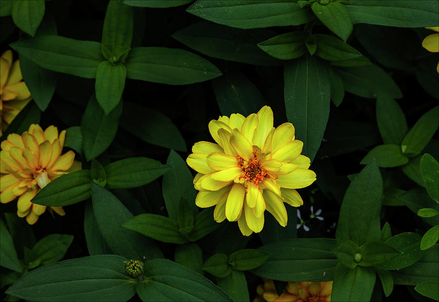Yellow Flowers #1 Photograph by Robert Ullmann