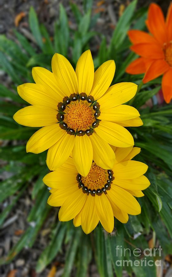 Landscape Photograph - Yellow Flowers #1 by Yazid Ismail Landscape Photograph - Yellow Flowers #1 by Yazid Ismail