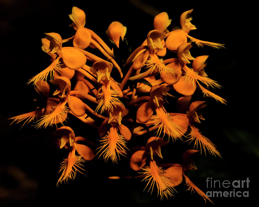 Yellow fringed orchid #1 Photograph by Barbara Bowen