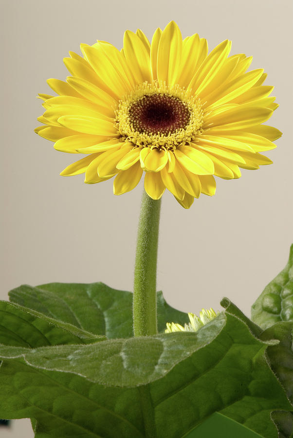 Yellow Gerbera Daisy #1 Photograph by JT Lewis