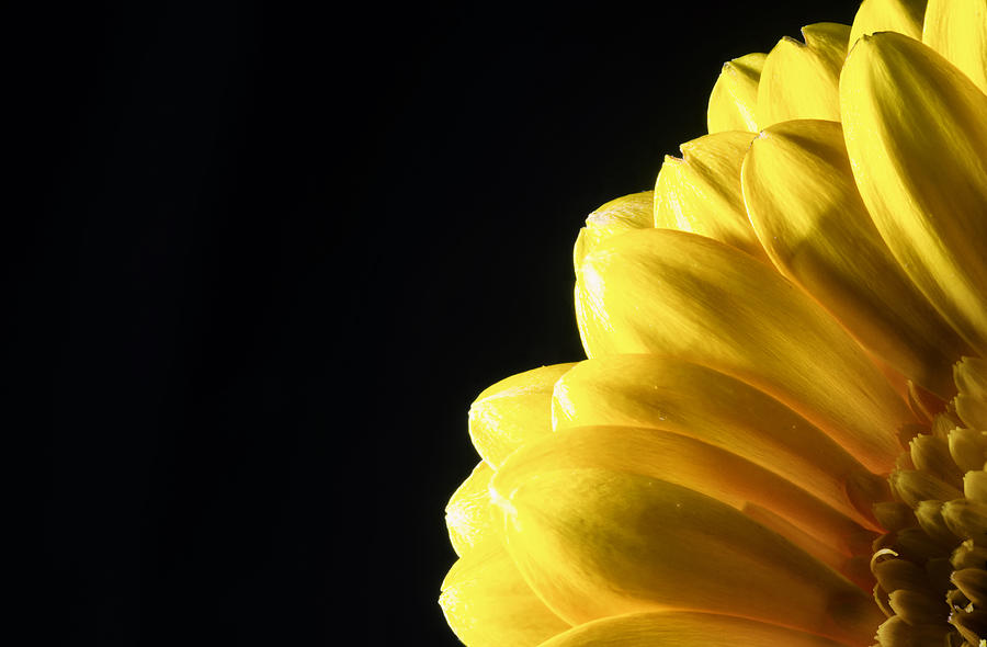 Yellow Gerbera Flower #1 Photograph by John Williams