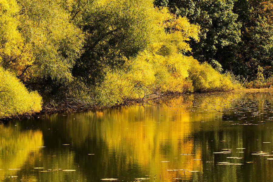 Tree Photograph - Yellow Glow #1 by Amanda Kiplinger