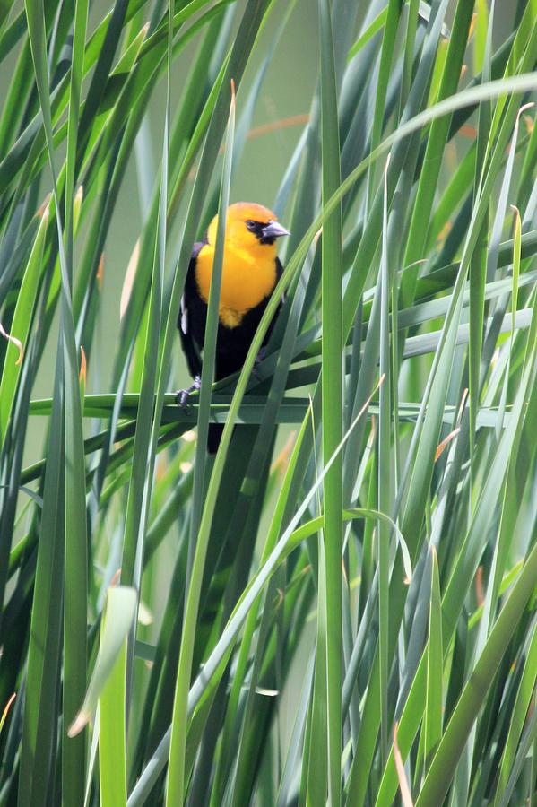 Yellow Headed Blackbird #1 Photograph by Douglas Miller