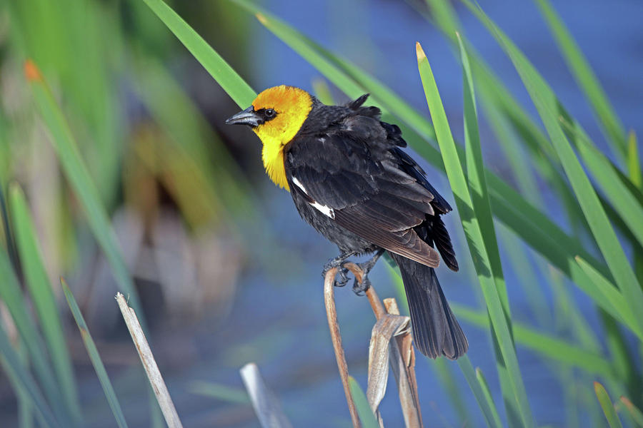 Yellow Headed Blackbird #2 Photograph by Whispering Peaks Photography