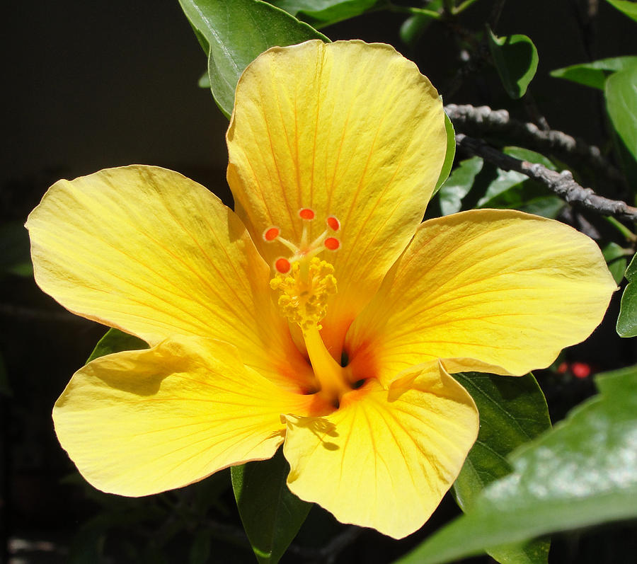 Yellow Hibiscus Photograph by Mafalda Cento - Fine Art America