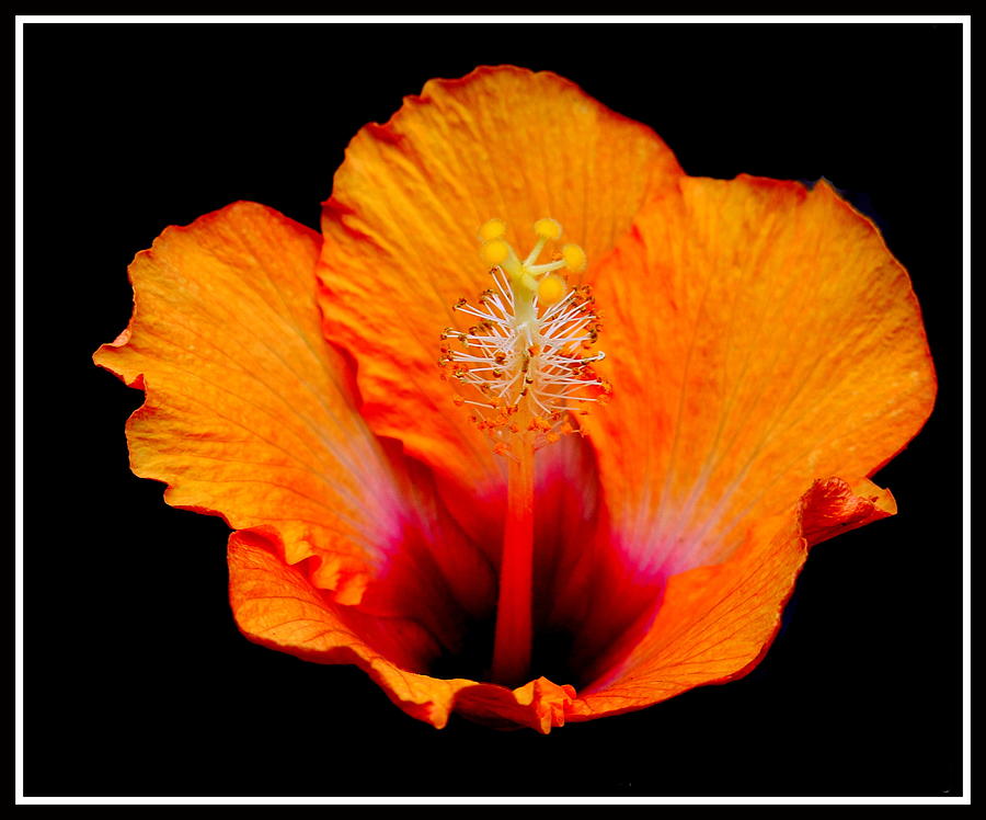 Flower Photograph - Yellow Hibiscus #1 by Subhadra Burugula