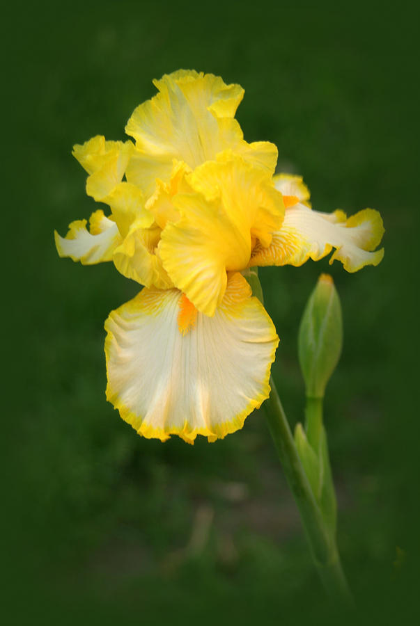 Yellow Iris Flower #1 Photograph by Nathan Abbott