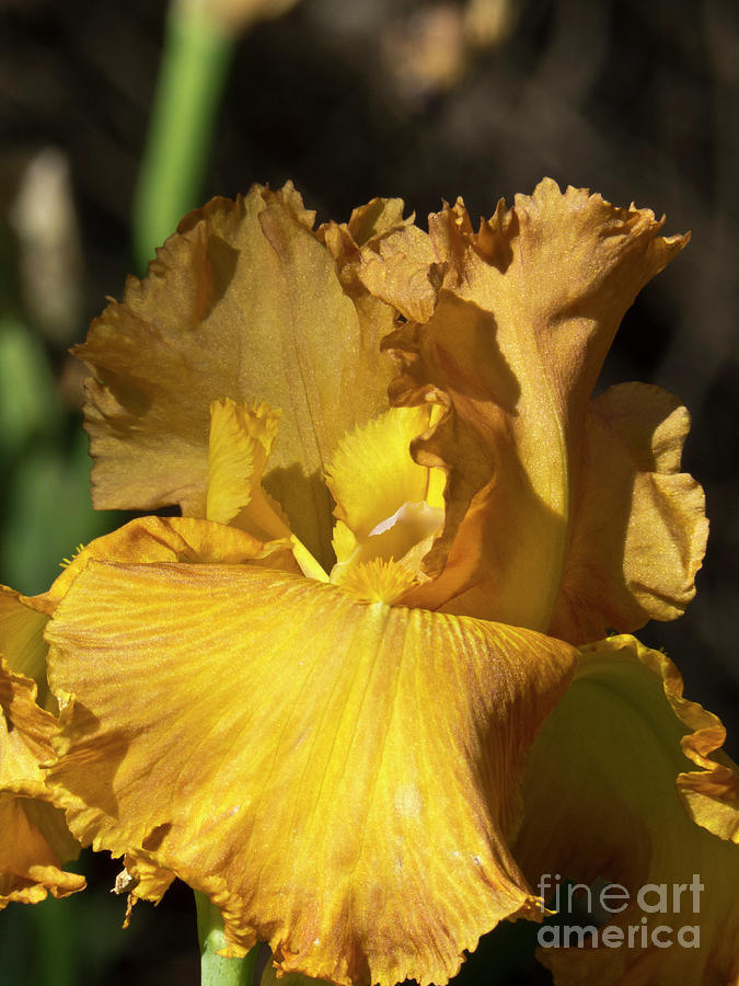Golden Yellow Iris Photograph by Kathy McClure