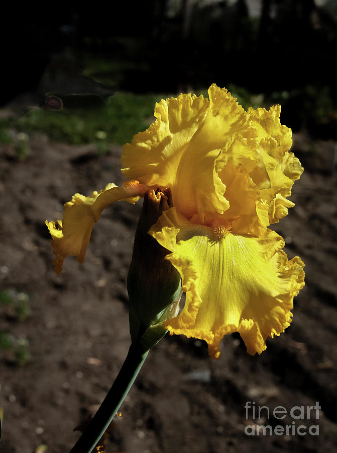 Yellow Iris #3 Photograph by Robert Bales