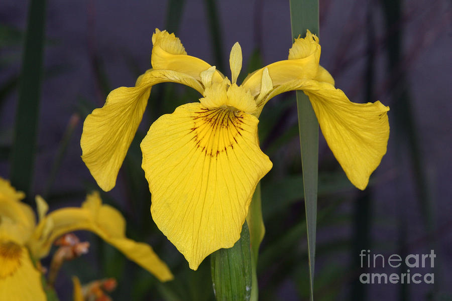 Yellow Iris #1 Photograph by Ted Kinsman