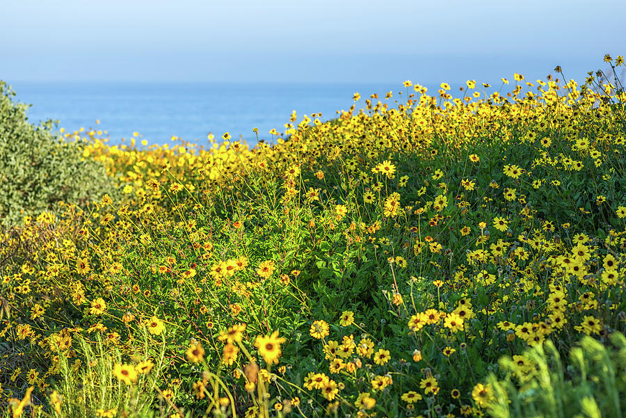 Flower Photograph - Yellow Joys San Diego California by Joseph S Giacalone