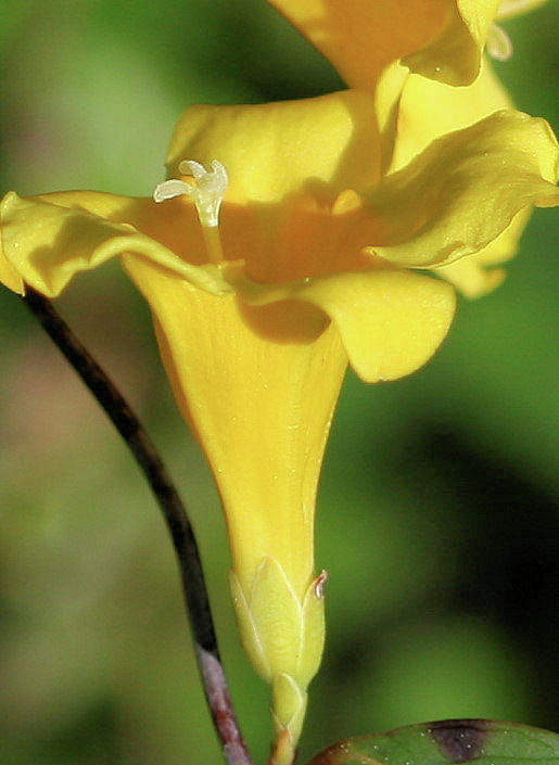 Flowers Still Life Photograph - Yellow Jasmine #3 by Cathy Harper
