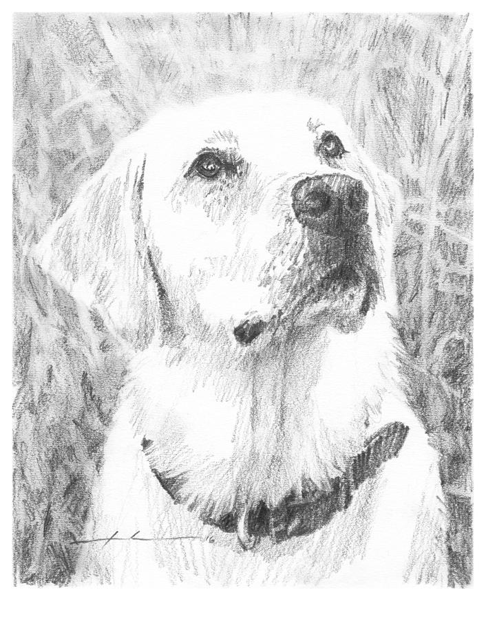 Yellow Labrador Pencil Portrait Drawing by Mike Theuer Fine Art America