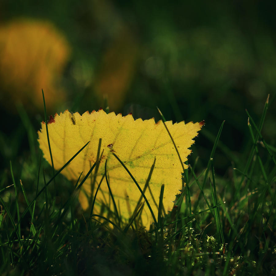 Yellow Leaf In The Grass Photograph