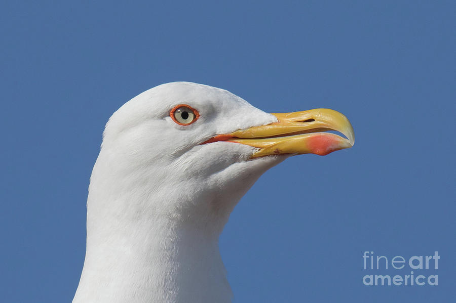 Yellow-legged gull - Larus michahellis #1 Photograph by Jivko Nakev