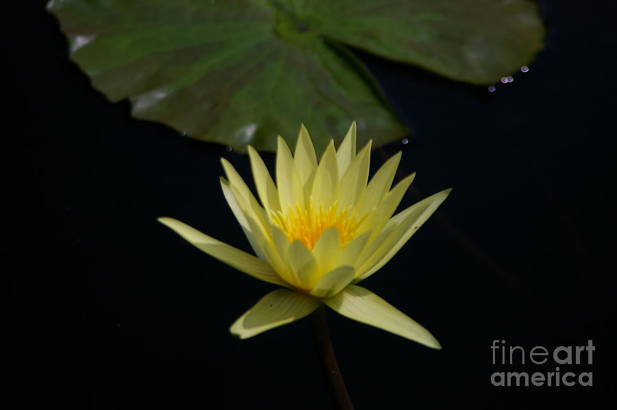 Yellow Lotus Waterlily #2 Photograph by Jackie Irwin