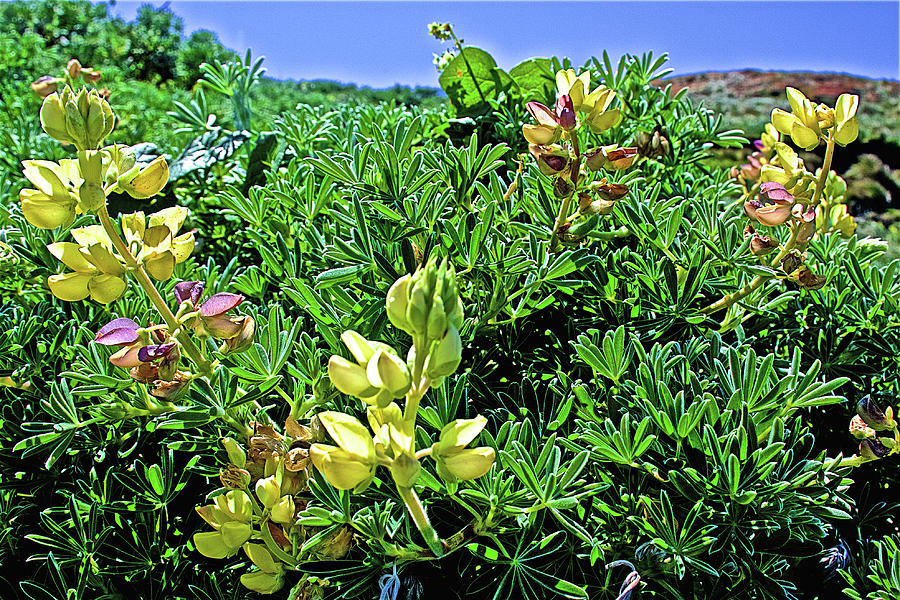 Yellow Lupine in Point Reyes National Seashore, California #2 Photograph by Ruth Hager