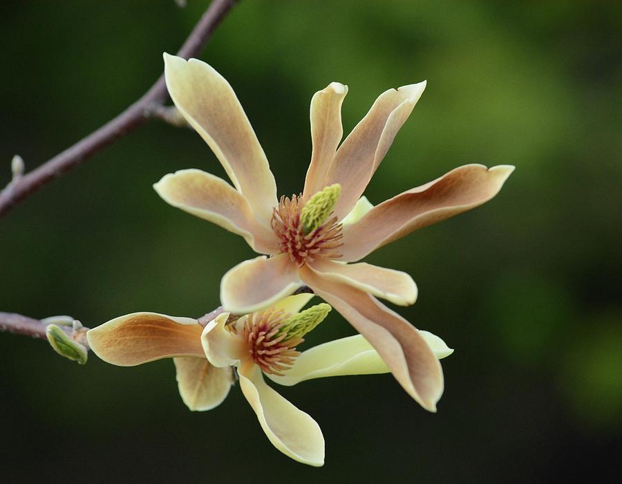 Yellow Magnolia 2 Photograph by Judy Genovese