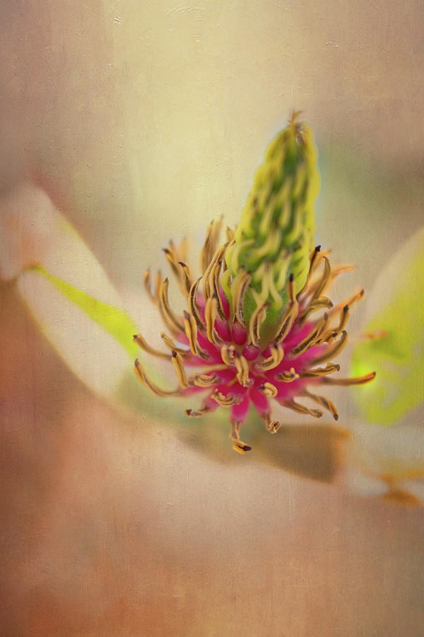 Yellow Magnolia #1 Photograph by Tom Singleton