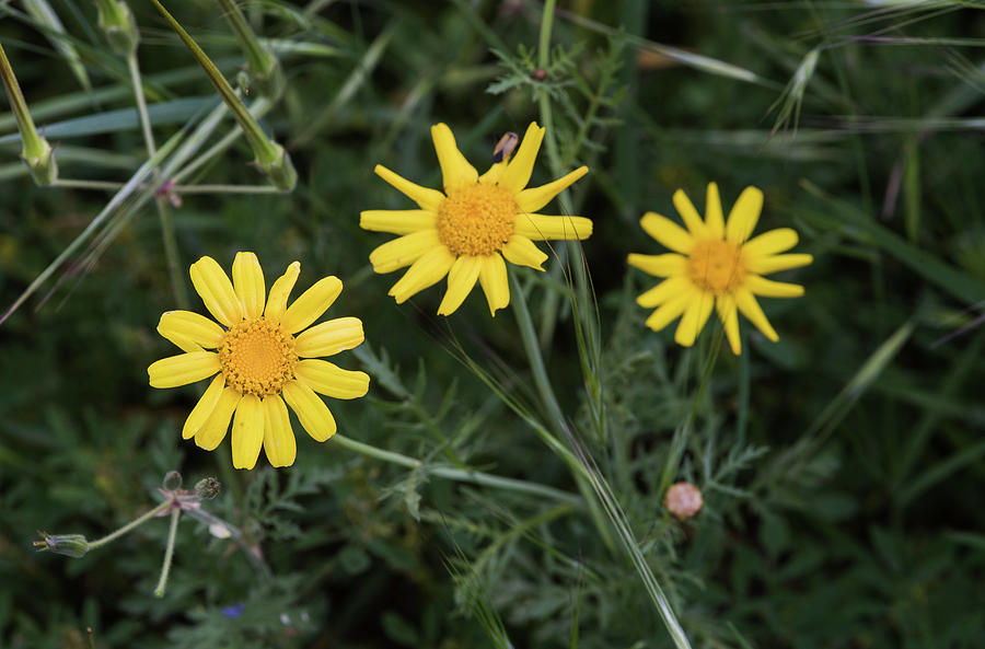 Yellow marguerite flowers #1 Photograph by Michalakis Ppalis