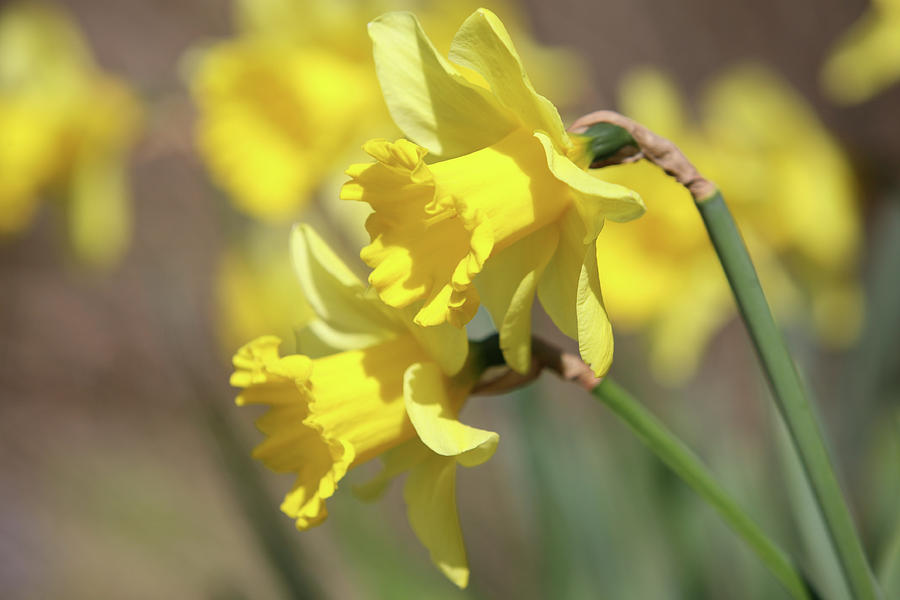 Spring Photograph - Yellow #1 by Mark Severn